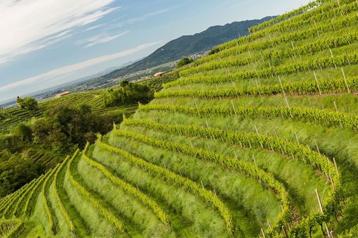 Bisol family vineyards in the Cartizze hills of Valdobbiadene. Photo courtesy of Venissa. 