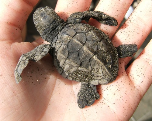Tiskita is known for its turtle-nesting beaches. Here a newly-hatched baby. Photo by Sophia Fanset.