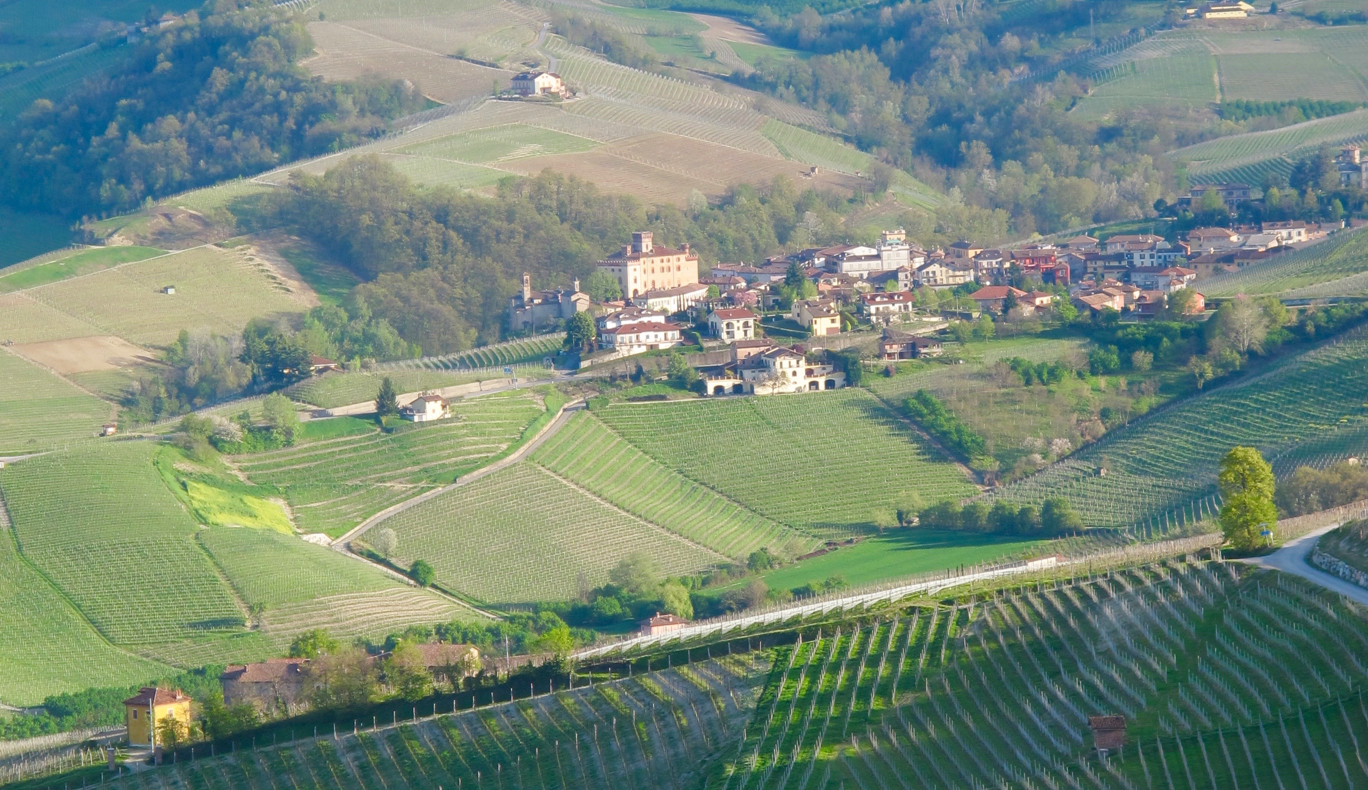Nebbiolo vineyards on steep slopes surrounding the village of Barolo. 