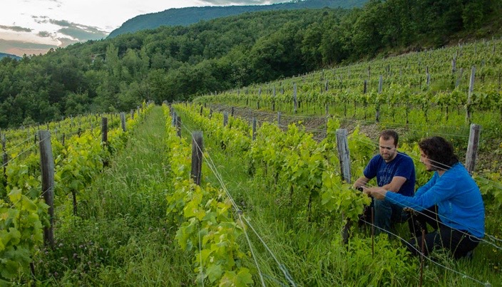 HIstorically, vineyards have covered much of the country. Pictured here are the Batič family farms. Photo by Stetson Robbins.