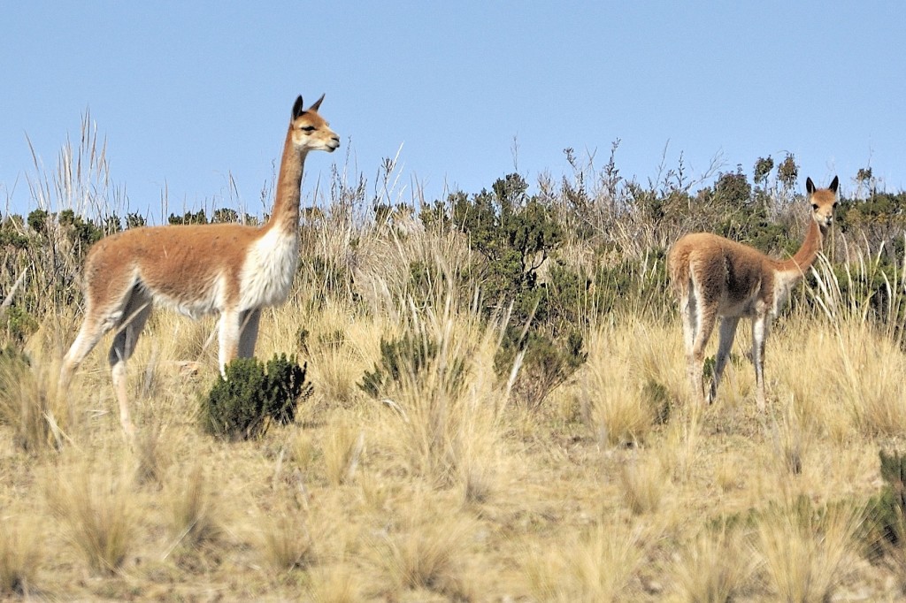 The Vicuña on Suasi Island are extremely valuable and protected. Photo by Paul Hedquist.