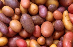 Incas developed over 7,000 types of potatoes and 35 varieties of corn. Photos from Wikipedia.