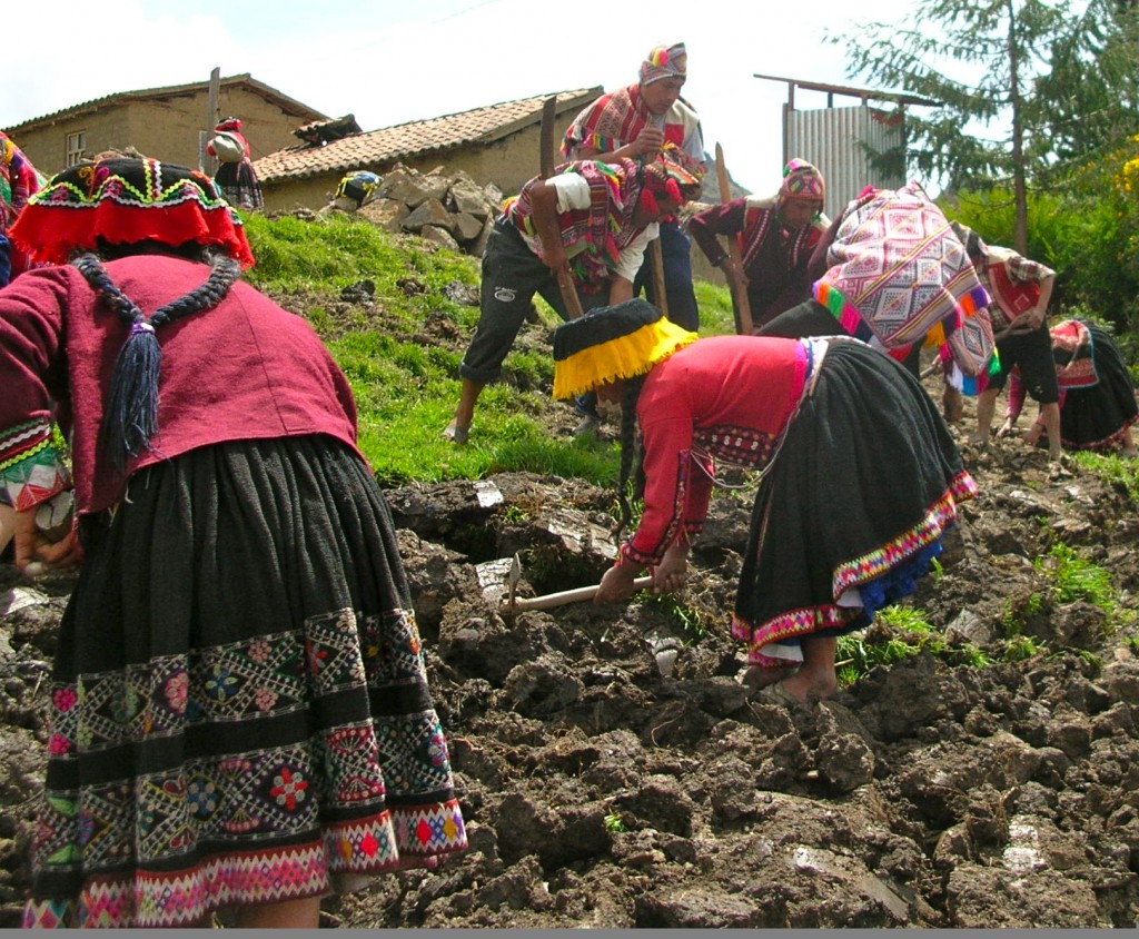 High in the Andes, descendants of the Incas continue to use traditional farming methods. Photo by Marla Norman.