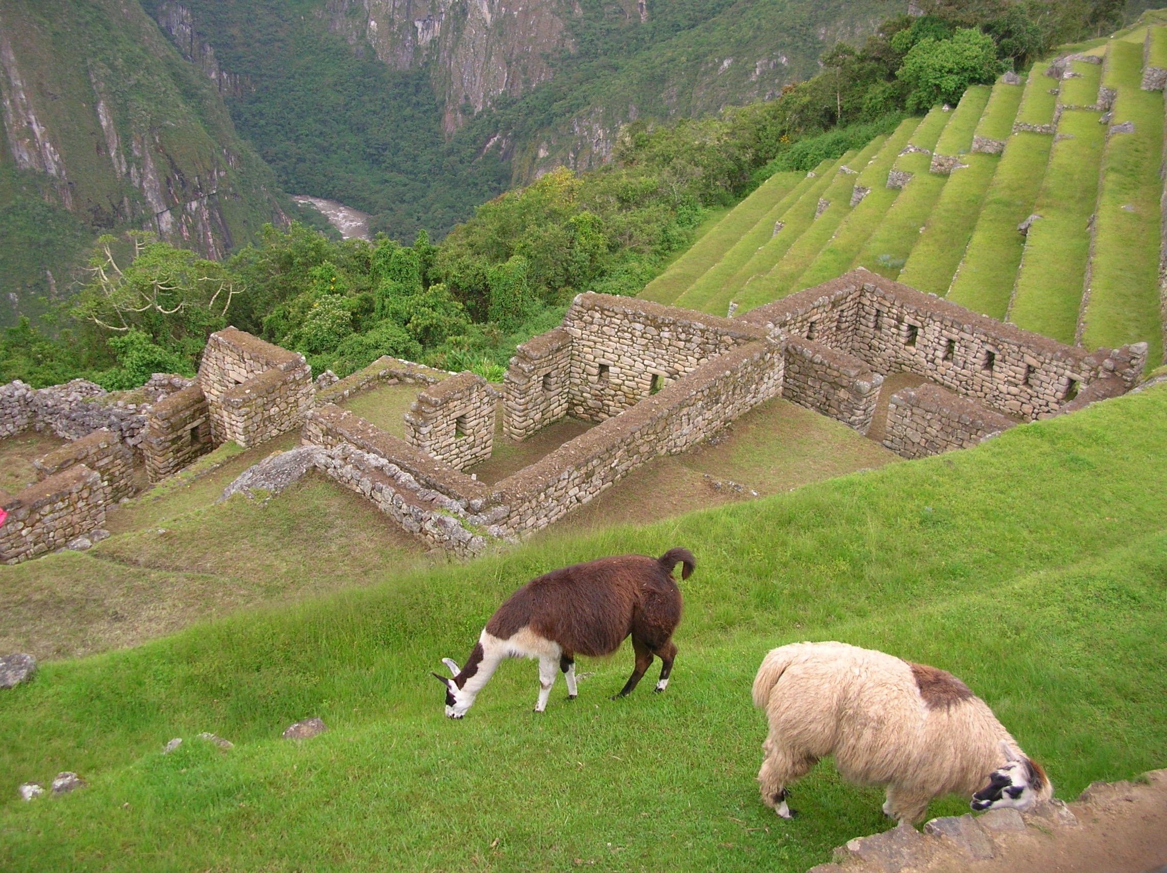 Goats grazing at the ancient site. Photo by Marla Norman.
