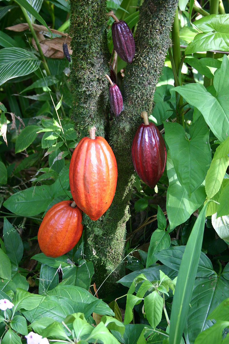 Cacao pods. Photo courtesy of Wikipedia.