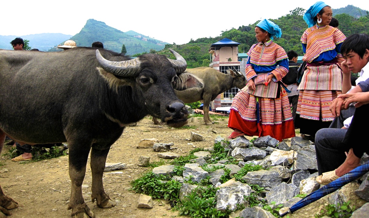  The Water Buffalo Viewing Area at the Bac Ha Sunday Market. Photo by Scott McIntire.