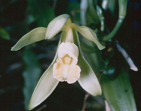 Flowering Vanilla plant. Photo courtesy of Wikipedia.