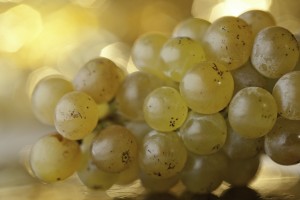 Dorona grapes, named for their uniquely golden color. Photo courtesy of Venissa.