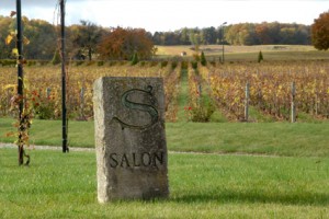 Salon is made from 100% Chardonnay. Here, the vineyards in Mesnil-sur-Oger.