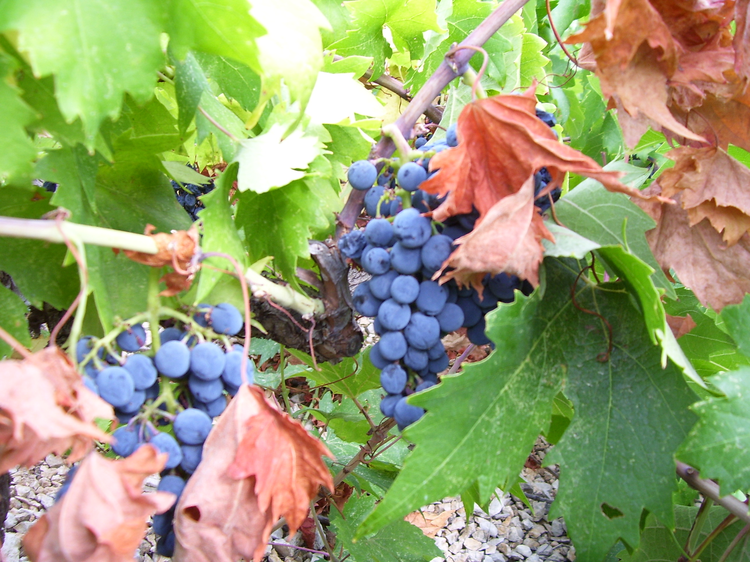 Plavac Mali, is a red grape indigenous to Dalmatia. Photo by Cliff Rames.