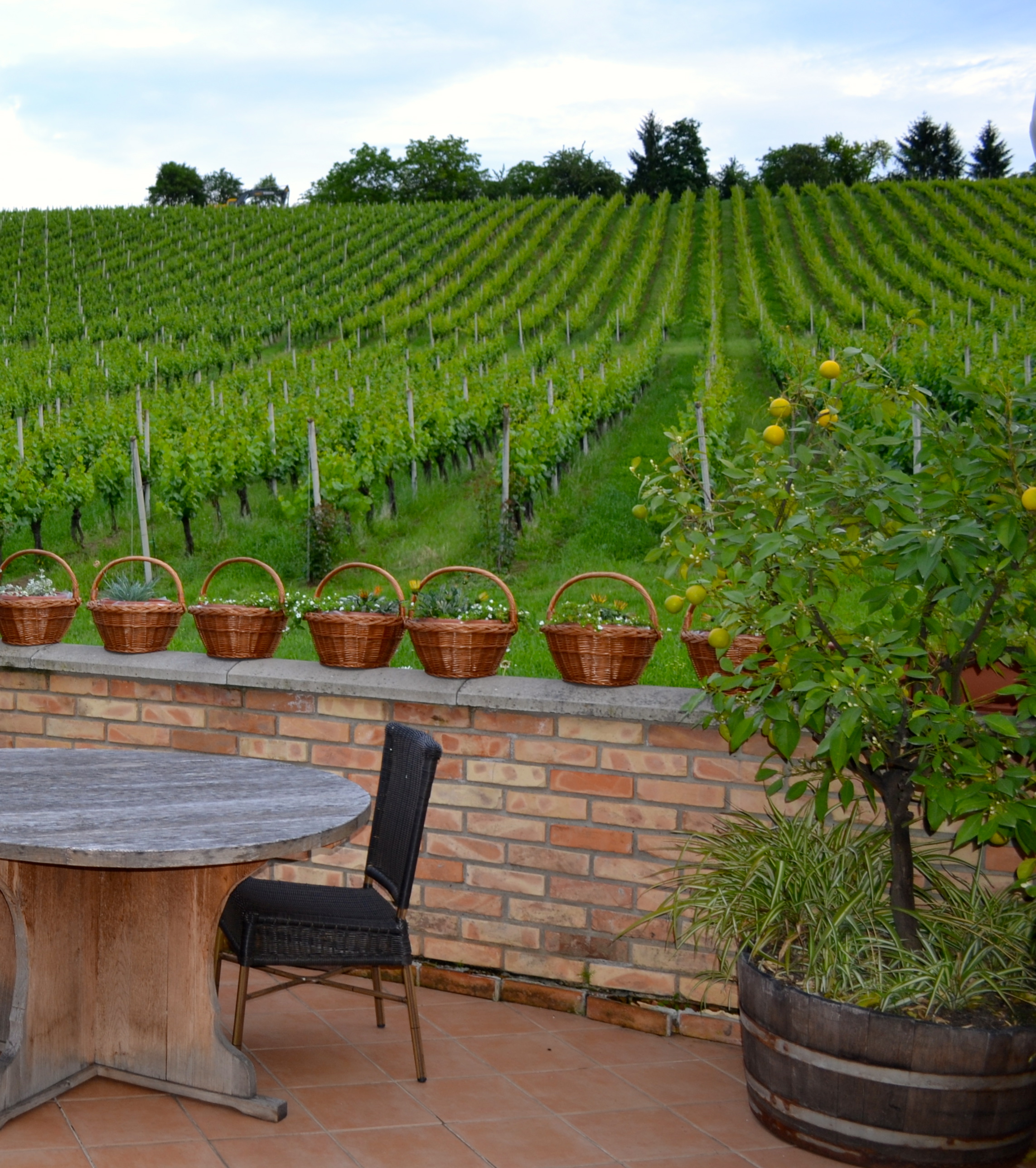 Vineyards at Zdjelarevic Hotel & Winery in Slavonia. Photo by Cliff Rames. 