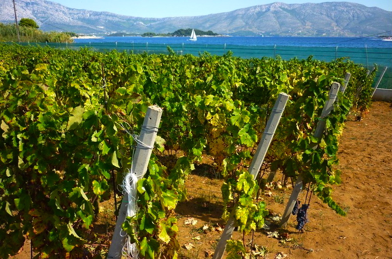 Grk vineyard at Lumbarda on Korčula island is owned by Mike "Miljenko" Grgić of California-based Grgich Hills Estate. Photo by Cliff Rames.