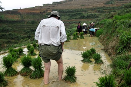 Scott McIntire carefully enters the rice paddy to uproot seedlings.