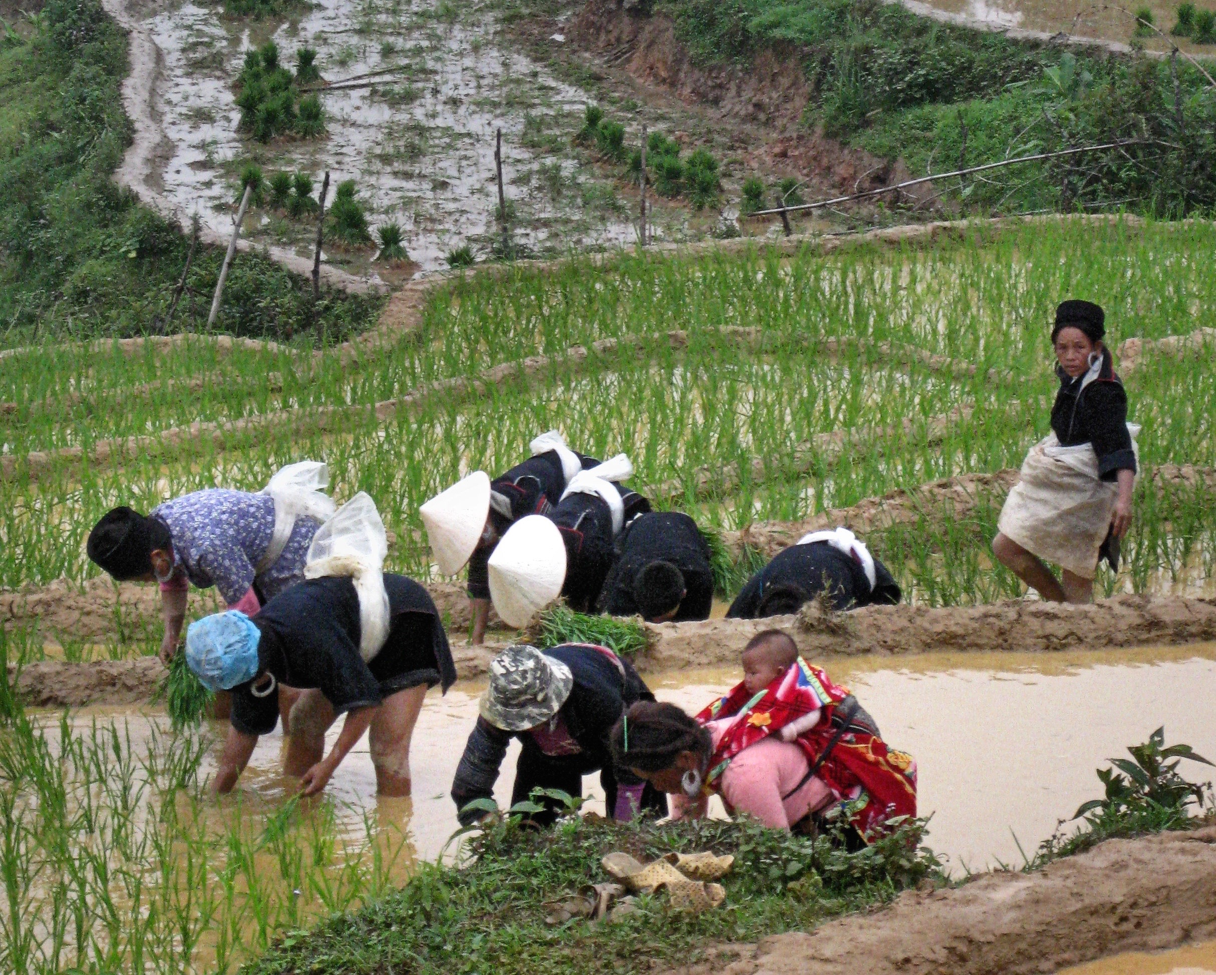 Women working in the paddies. Photos by Scott McIntire.