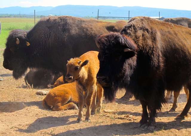 Buffalo calves with parents. Photo by Marla Norman.