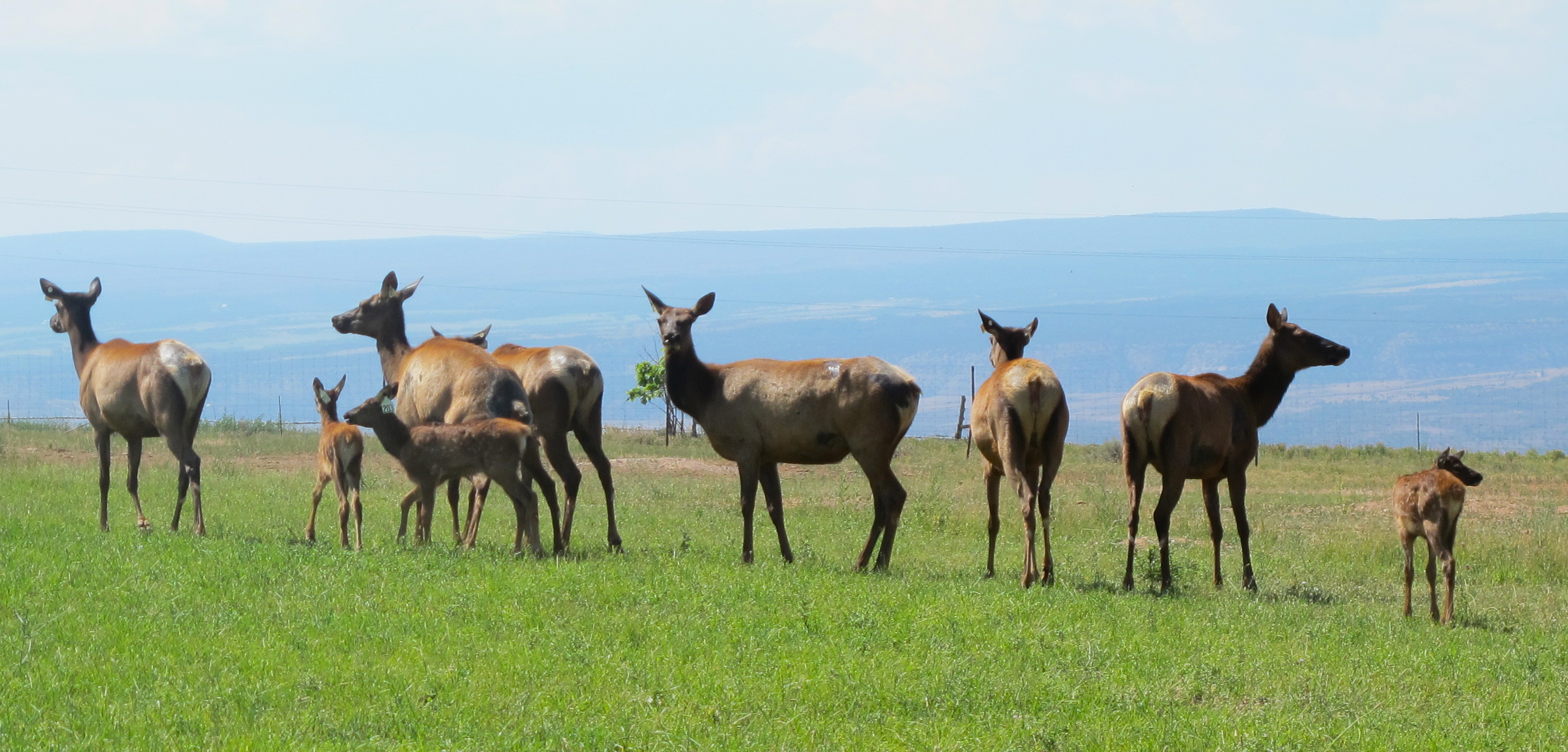 Elk herds with newly-born calves. Photo by Marla Norman.
