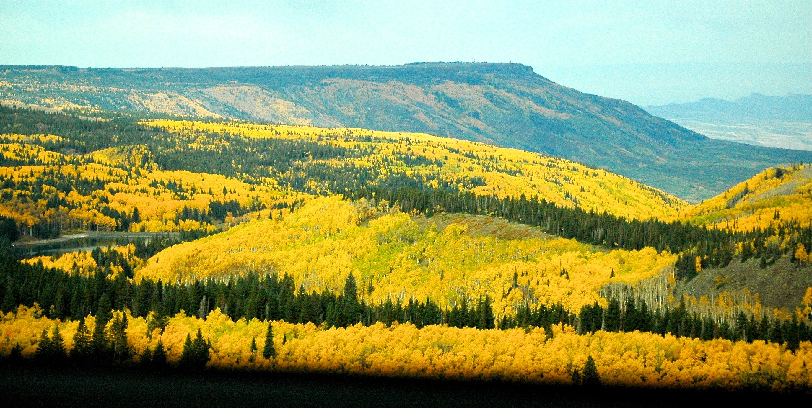 Golden swaths of Aspens decorate the western slopes of Colorado.