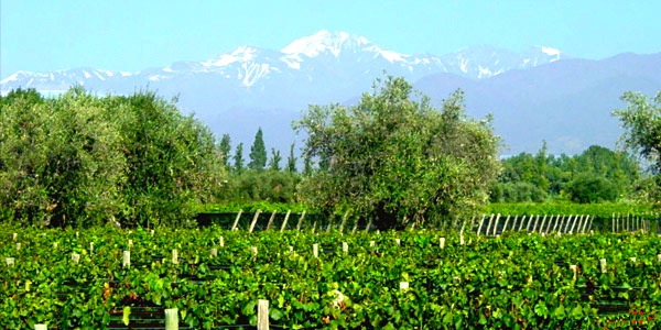 Bodegas Poesia, located in Mendoza, Argentina within the located within the presitgious Luján de Cuyo Appellation. Photo courtesy of Bodegas Poesia.