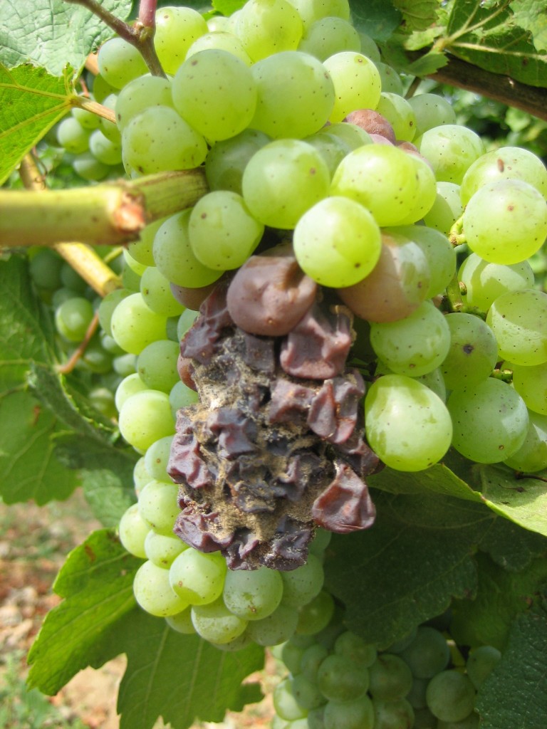 Botrytis Cinerea, or nobel rot, is a fungus that concentrates the sugars in grapes while contributing its own flavors. Photo by Stetson Robbins.