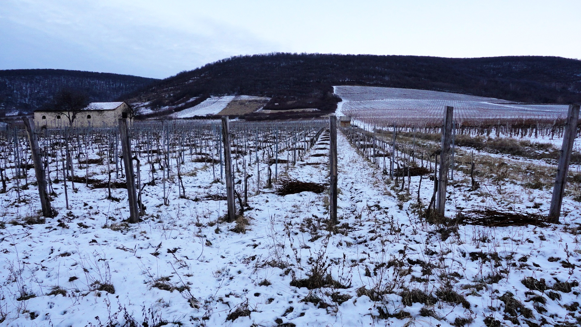 Tokaji vineyards in the winter. Photo by Stetson Robbins.