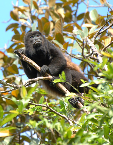 Noisy Howler Monkeys live up to their name! Photos courtesy of Wikipedia.