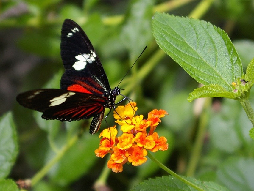 There are more than 500,000 species of plants and animals in Costa Rica. Including this rare butterfly - Heliconius Doris Linnaeus