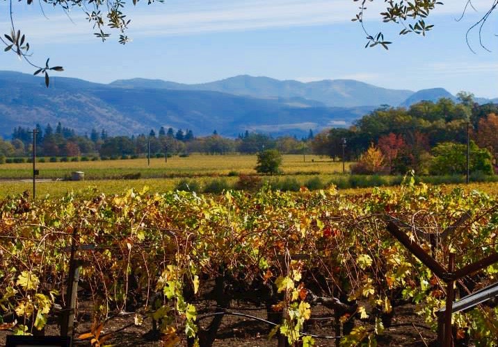 Tres Sabores, on the western Rutherford Benchland of California’s Napa Valley, grows organically certified Zinfandel, Cabernet, Petite Syrah and Petit Verdot grapes, olives, Meyer lemons and exotic pomegranates. Photo courtesy of Tres Sabores 