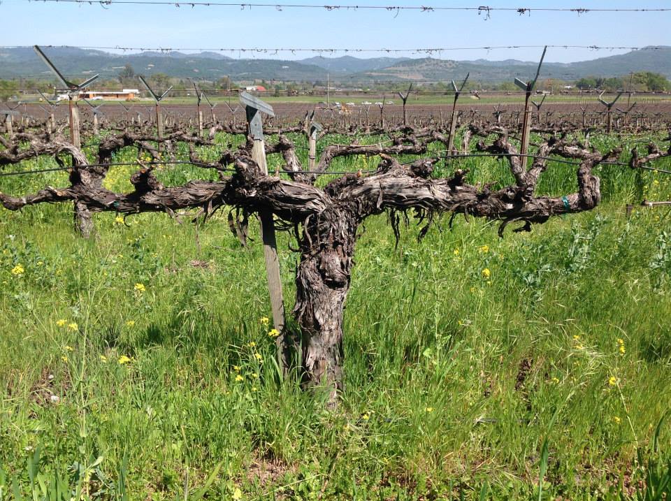 Treasured 45-year old vines at Tres Sabores. Photo courtesy of Tres Sabores.