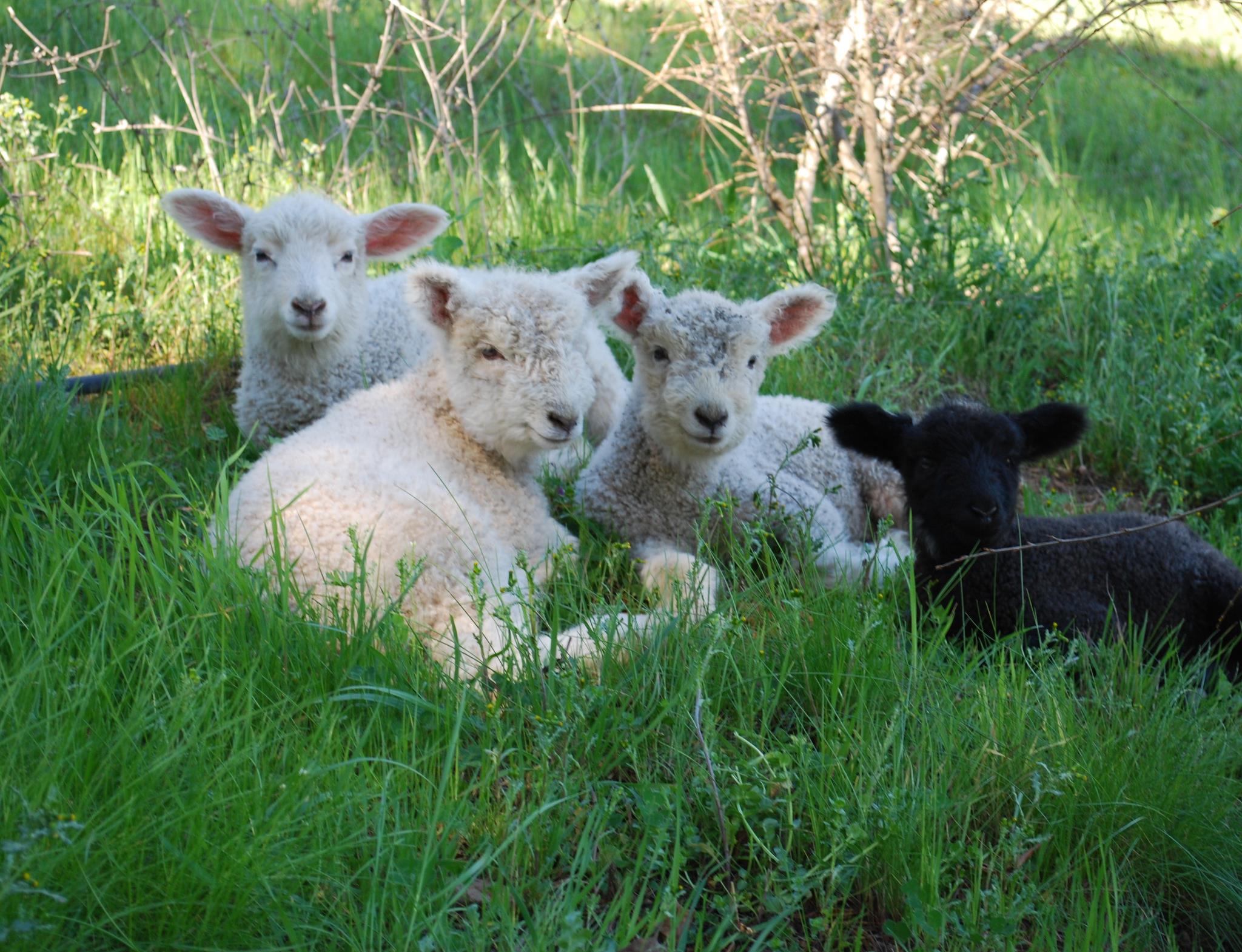 Biodynamic Tres Sabores employs sheep and guinea fowl to make compost, serve as cover crop mowers and entertainers - also essential! Photo courtesy of Tres Sabores. 