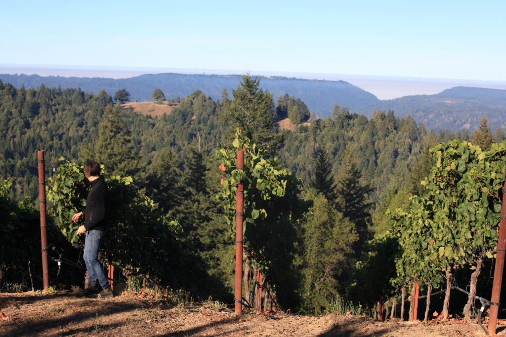 Signal Ridge - sits high above the Pacific at 2,800 feet, ideal for Pinot Noir. Photo courtesy of Jamie Kutch.