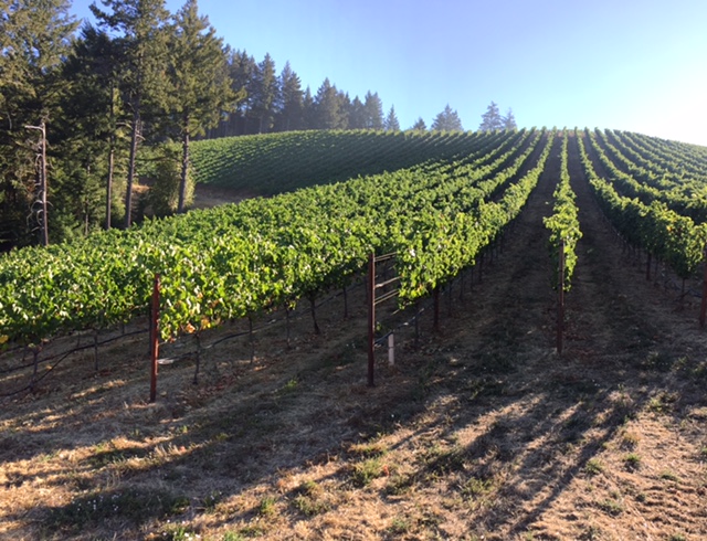 Prime property in Napa and Sonoma has grown precipitously expensive. Photo courtesy of Jamie Kutch. 
