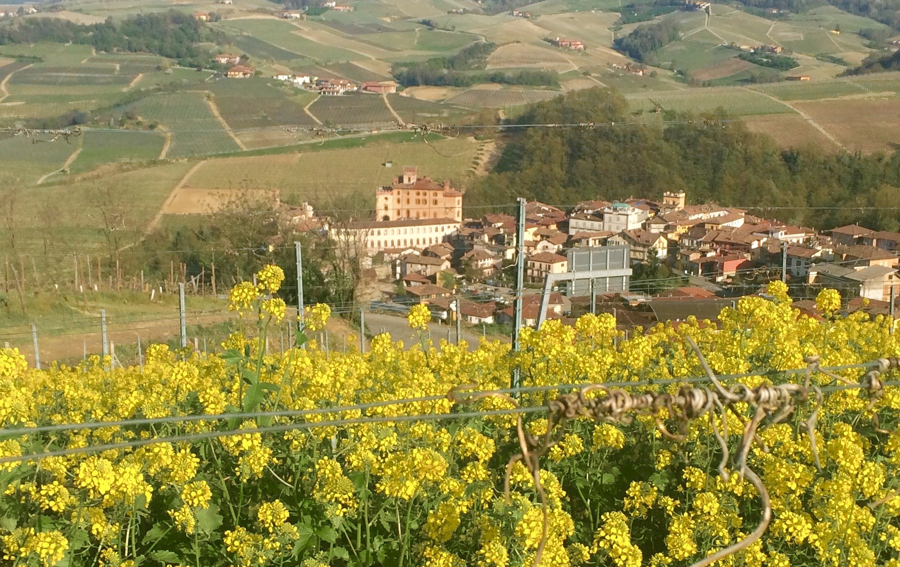 The village of Barolo, surrounded by vineyards. Castello Falletti in view as well. Photo by Marla Norman