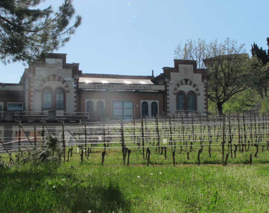 Cantina Sperimentale (Wine Laboratory) at the Scuola Enologica di Alba. Photo by Marla Norman.