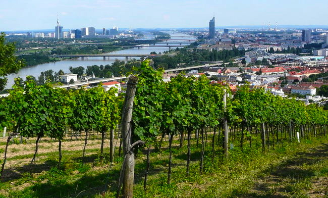 Vienna is Europe’s only metropolis with a wine region within the city limits.