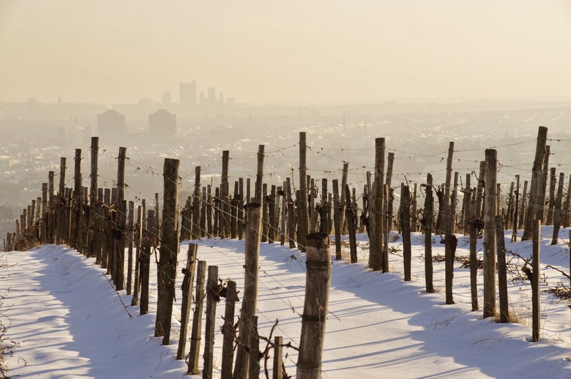 Snow-covered vineyards during winter.