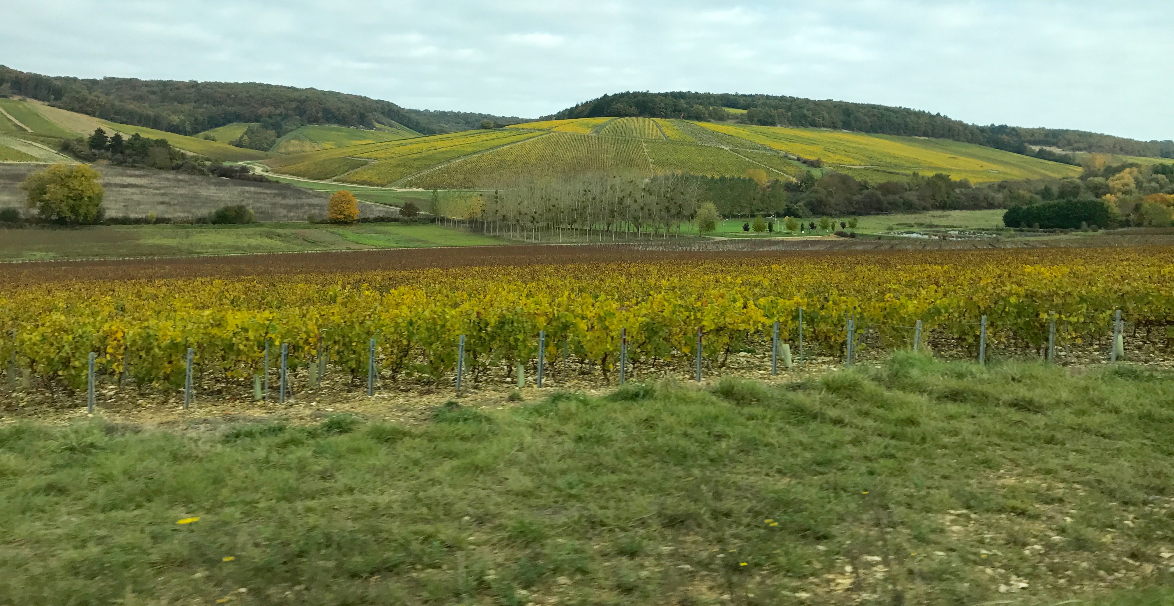 Rolling hills of Champagne, with vineyards of Chardonnay, Pinot Noir & Pinot Meunier.