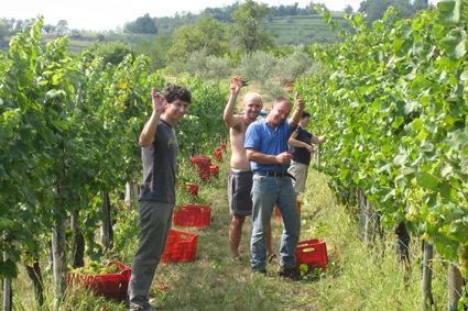 Kabaj family and friends harvesting Goriška Brda. Photo courtesy of Blue Danube Wine Co. 