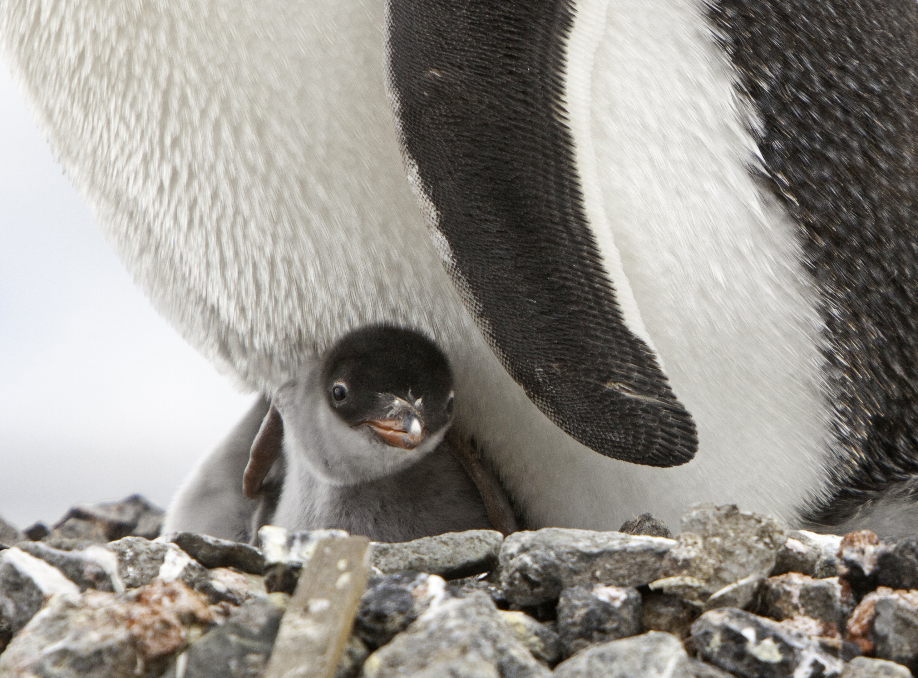 Baby penguin peers out at a frozen world. Photo by Sandra Walser.