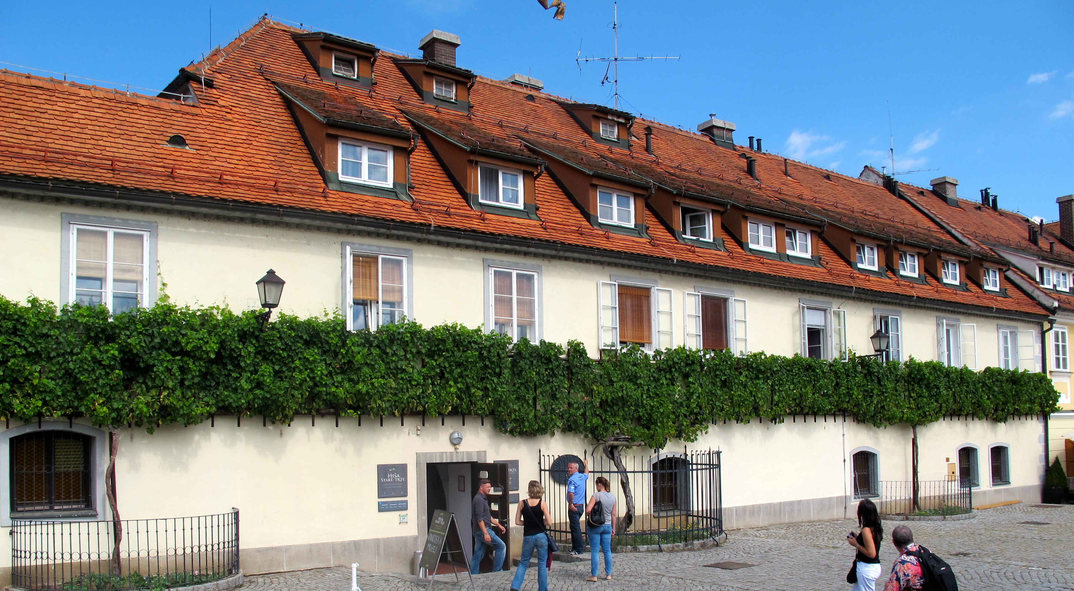 The Old Vine House is home to the world's oldest vine - and also provides information for the more than 28,000 wineries in Slovenia.